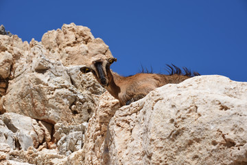 Mountain goat on the rock