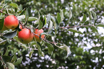 Apple trees with ripe fruits in the autumn garden