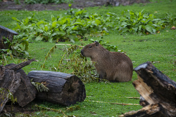 Capybara