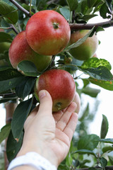 Apple trees with ripe fruits in the autumn garden