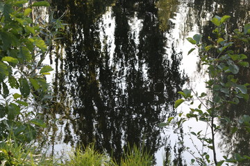 Reflection background 