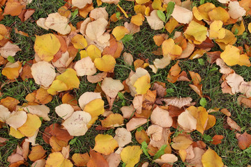 Children on the street play