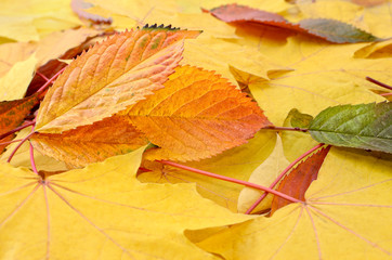 Yellowed maple leaves in the autumn forest close up.
