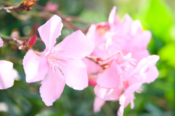Flowers of oleander