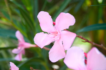 Flowers of oleander