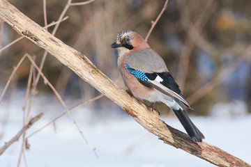 Eurasian jay sits on a branch half a turn under the rays of the frosty winter sun.