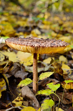 Mushrooms growing in the woods among the fallen leaves. Autumn mushrooms and plants in the forest. Amanita rubescens.