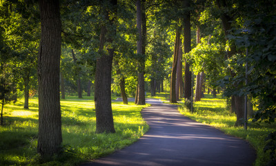 A dirt road in the spring deciduous forest.