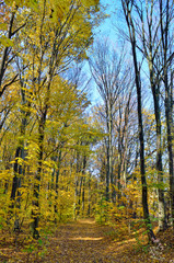 Fototapeta premium Trees in the autumn forest among yellow leaves. Autumn landscapes in the forest. Yellow and red leaves on trees in autumn park.