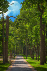 A dirt road in the spring deciduous forest.