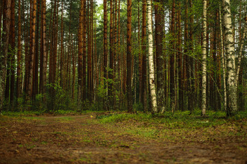 Path in the forest