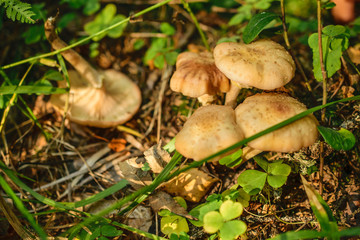 Mushrooms in the forest