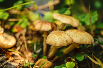 Mushrooms in the forest