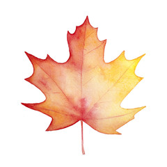 Hand painted water colour drawing of beautiful maple leaf. Yellow, orange, reddish, warm brown tones; one single object. Gradient graphic on white, cut out clip art element for design and decoration. - obrazy, fototapety, plakaty