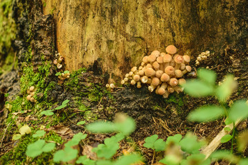 Agaric honey in the forest