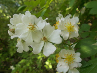 White Blossoms