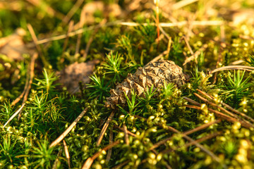 Pine cone on the ground