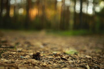 Pine cone on the ground
