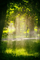 Rain in the forest, wet leaves in the foreground, background of the picture and rain drops in the focus