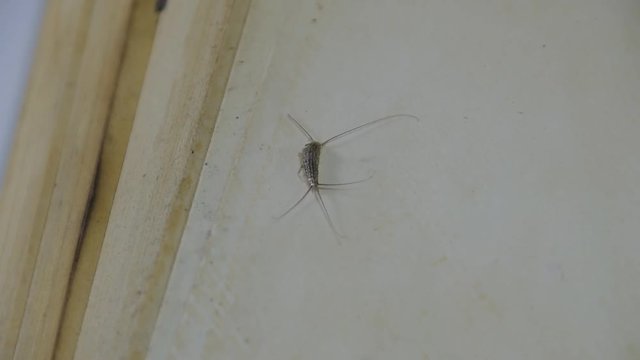Insect feeding on paper - silverfish. Pest books and newspapers.