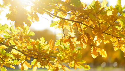 Obraz premium Beautiful golden oak leaves on a tree branch on autumn day