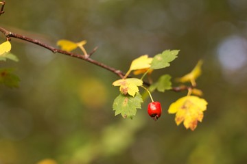 Hawthorn (Crataegus L.) is a large family of shrubs and trees of the rosary family