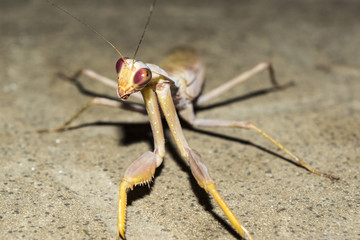insect European mantis at night, close-up wild nature background