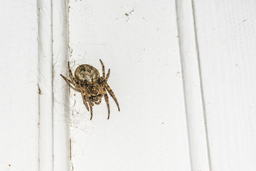 spider with a cobweb on the background of a white object at night