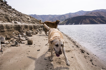 Happy dogs on beach