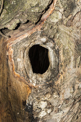 the hollow in the trunk of an apple tree, close-up abstract background, selective focus