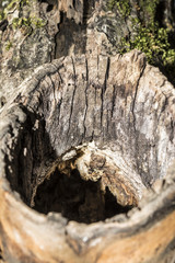 the hollow in the trunk of an apple tree, close-up abstract background, selective focus