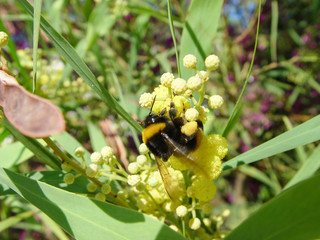 Bumblebee gathers nectar and pollen from the flower