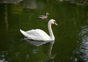 Swan