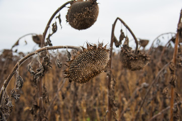 Vintage withered sunflowers in the field