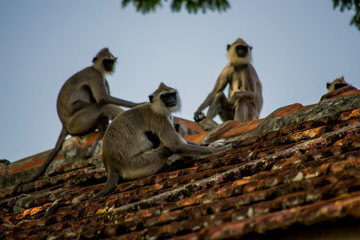 monkey family