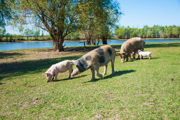 Pig farm. Pigs in field