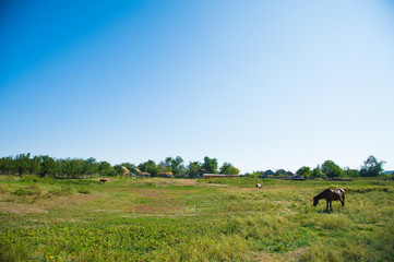Fototapeta na wymiar Horses on the farm in summer
