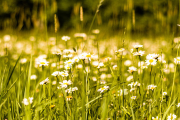 Fototapeta premium Daisy field