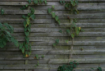 Old wooden wall texture with ivy leaves