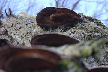Fungus