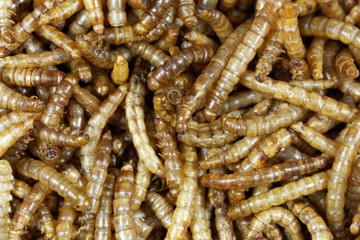 Dried Mealworms (Tenebrio molitor)