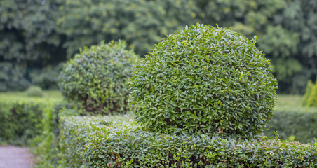 Wild Privet Ligustrum hedge nature texture A sample of topiary art
