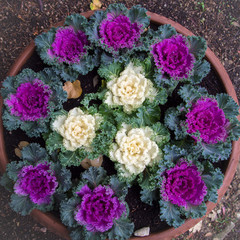 Bunch of purple and white decorative cabbages in a clay pot