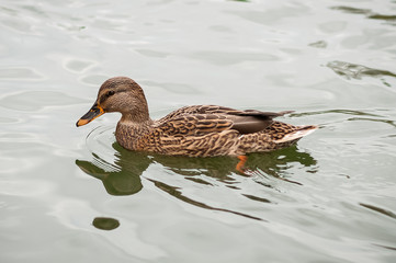 Duck