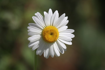 Fototapeta premium Flower