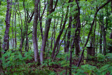 Fototapeta na wymiar 初夏　早朝の小雨に濡れた林