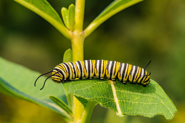 Monarch Butterfly Caterpillar (Danaus plexippus)