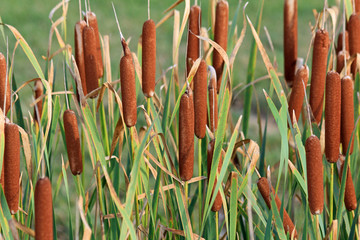 Typha Latifolia