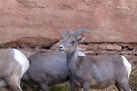 Closeup of Desert Bighorn Sheep between Rim Rock Drive and a steep cliff in Colorado National Monument