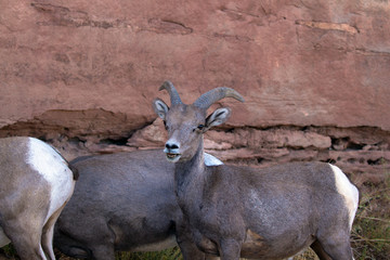 Closeup of Desert Bighorn Sheep between Rim Rock Drive and a steep cliff in Colorado National Monument